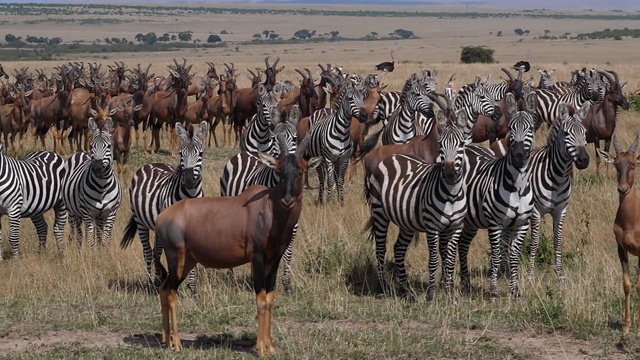 Topi, damaliscus korrigum, Grant's Zebra, Savannah集团，肯尼亚马赛马拉公园，慢镜头视频素材