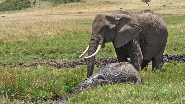 非洲象，loxodonta africana，沼泽群，洗澡，马赛马拉公园在肯尼亚，慢镜头视频素材