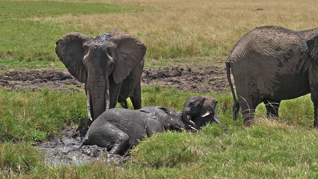 非洲象，loxodonta africana，群站在沼泽，小牛，洗澡，马赛马拉公园在肯尼亚，慢镜头视频素材