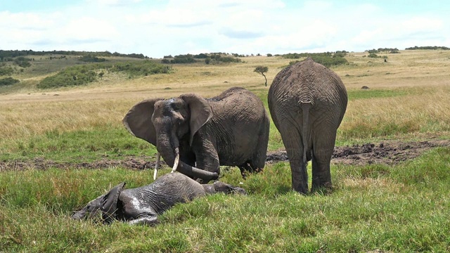 非洲象，loxodonta africana，沼泽群，洗澡，马赛马拉公园在肯尼亚，慢镜头视频素材