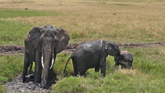 非洲象，loxodonta africana，群站在沼泽，小牛，洗澡，马赛马拉公园在肯尼亚，慢镜头视频素材