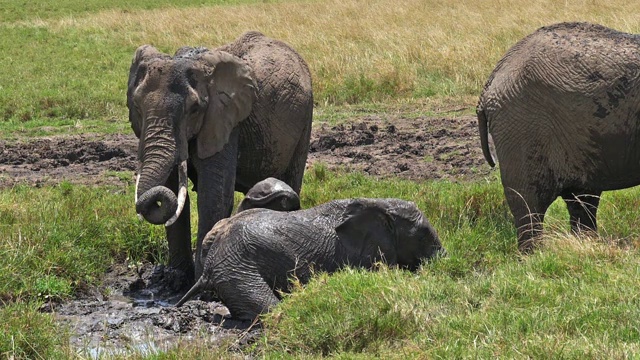 非洲象，loxodonta africana，群站在沼泽，小牛，洗澡，马赛马拉公园在肯尼亚，慢镜头视频素材