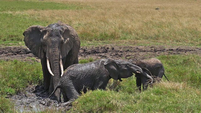 非洲象，loxodonta africana，群站在沼泽，小牛，洗澡，马赛马拉公园在肯尼亚，慢镜头视频素材