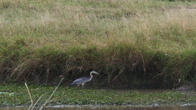 苍鹭，ardea cinerea，成人在水坑，钓鱼，马萨马拉公园在肯尼亚，慢镜头视频素材