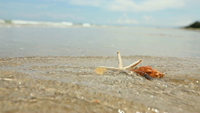 沙滩上的海星和贝壳，清新的热带夏季背景，4K Dci分辨率视频素材