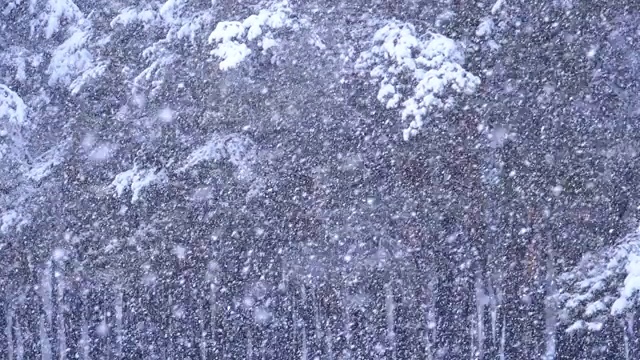 下雪的背景在冬天松林与下雪的圣诞树。慢动作视频素材