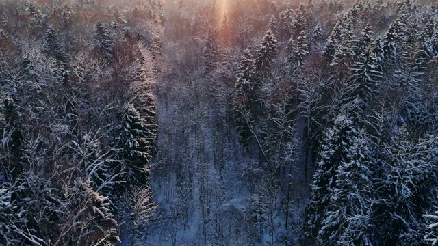 冬季森林的空中飞行。飞过白雪皑皑的森林，夕阳在白色的树木上落下橙色的余晖视频素材