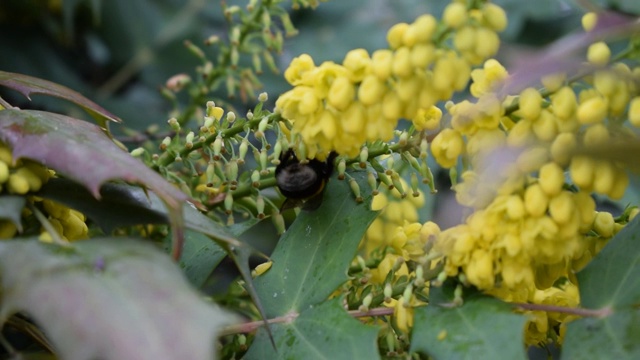 蜜蜂在黄花上采集花粉视频下载