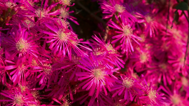 春天的花朵。鲜亮的紫色花朵特写视频素材