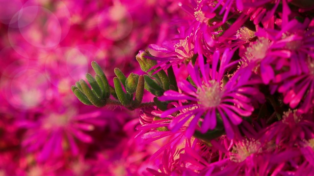 春天的花朵。鲜亮的紫色花朵特写视频素材