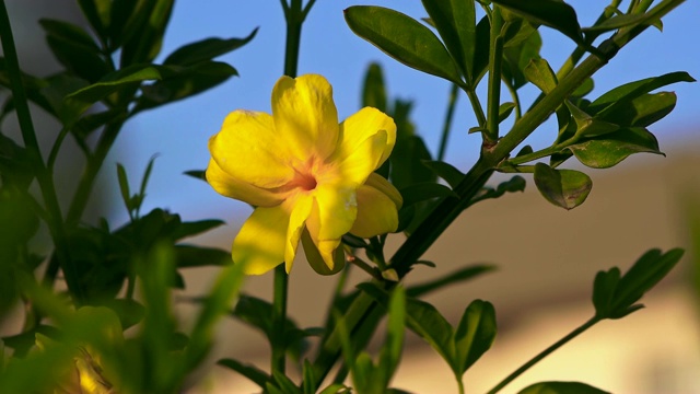 花枝特写上的蓝天背景视频素材