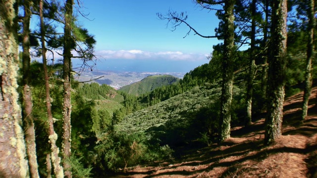 城市从松树视频素材