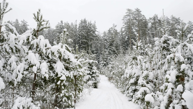 冬天的树下着雪，在森林里飞来飞去视频素材