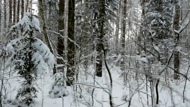 冬天的树下着雪，在森林里飞来飞去视频素材