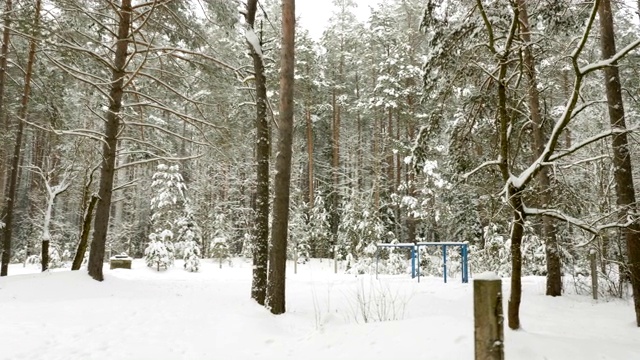 冬天的树下着雪，在森林里飞来飞去视频素材