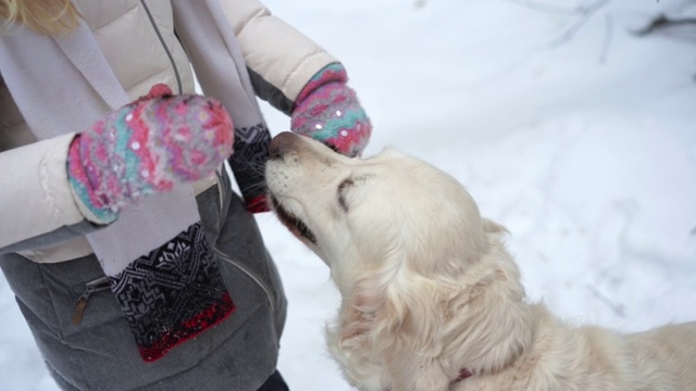 大自然中的宠物——一只美丽的金毛猎犬在白雪覆盖的森林里与主人木棍玩耍视频素材