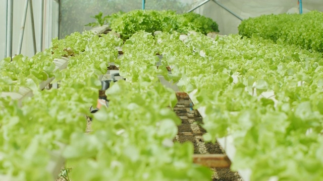 新鲜水培蔬菜农场视频素材