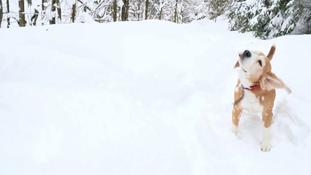 小猎犬在冬季森林里抖雪的慢镜头。成年犬小猎犬摇晃着身体清除积雪。冬天镜头概念。视频素材