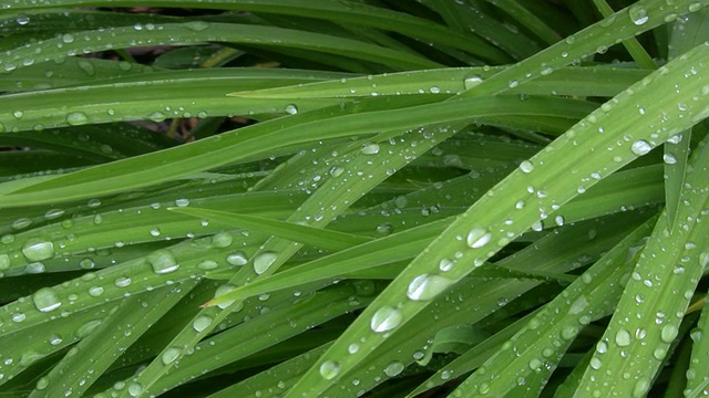 水对植物视频素材