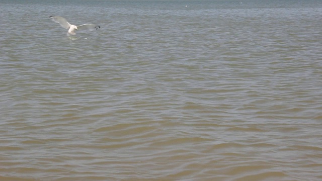 海面上的小波浪。里海的海鸥在海里游泳和捕鱼视频素材