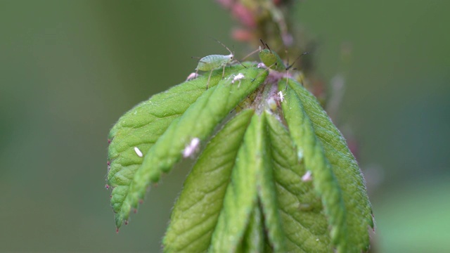 澳大利亚春季玫瑰茎和叶上的绿蝇虫害。视频素材