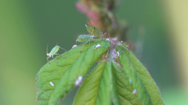 澳大利亚春季玫瑰茎和叶上的绿蝇虫害。视频素材