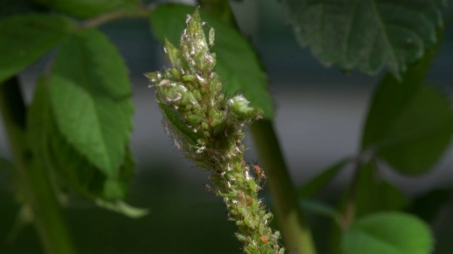 澳大利亚春季玫瑰茎和叶上的绿蝇虫害。视频素材