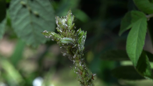 澳大利亚春季玫瑰茎和叶上的绿蝇虫害。视频素材