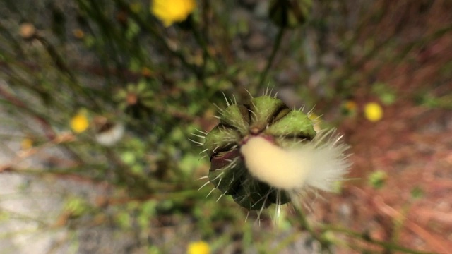 一朵花的特写视频下载