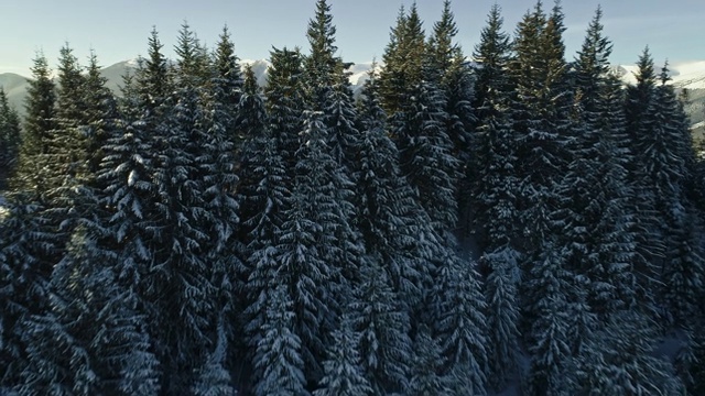 冬天的山地景观。飞过白雪覆盖的松林和喀尔巴阡山谷，乌克兰。空中射击,4 k视频素材