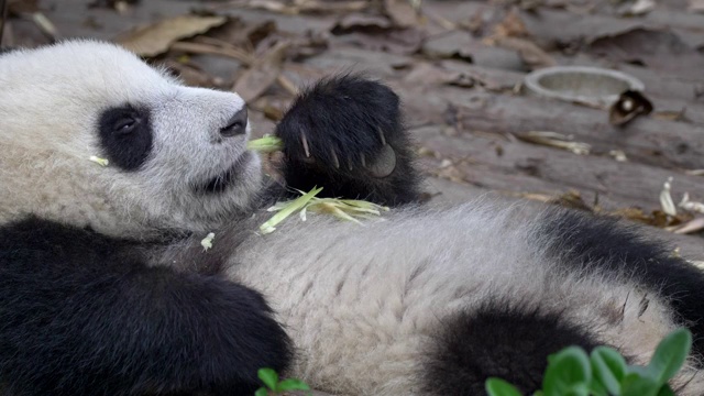 有趣的熊猫宝宝在中国成都拍摄。一只可爱的小大熊猫躺在它的背部放松，懒洋洋地吃竹子。UHD视频素材