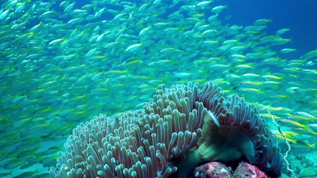 海底臭鼬海葵鱼(Amphiprion ephippium)华丽海葵珊瑚小丑鱼，鱼群在背景视频素材