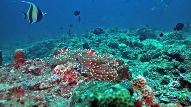 假小丑鱼海葵鱼(Amphiprion ocellaris)在珊瑚礁，泰国视频素材