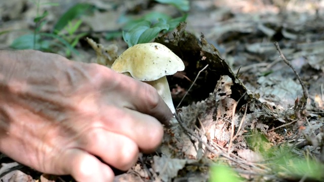 一个男人的手撕裂了森林里的白蘑菇。视频素材