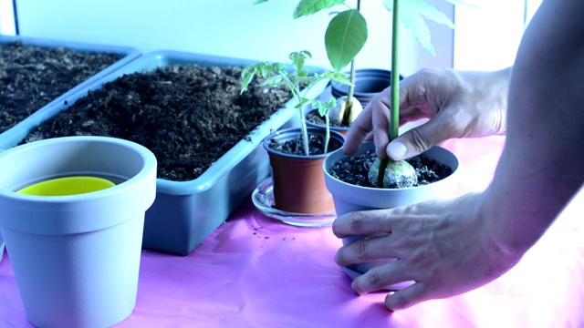 一名男子将室内植物移植到另一个花盆中。视频素材