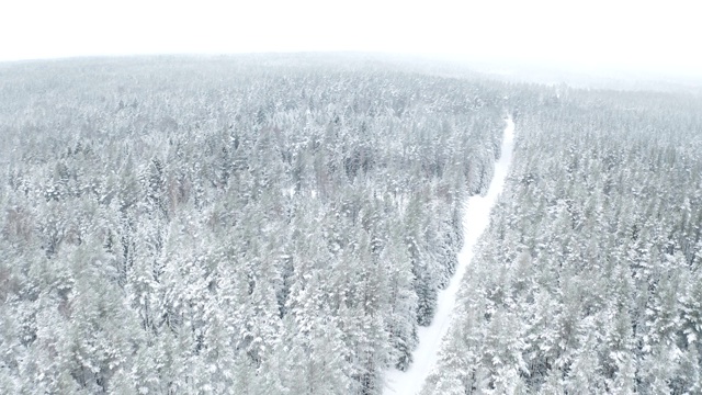 云杉被雪覆盖的航拍照片视频素材