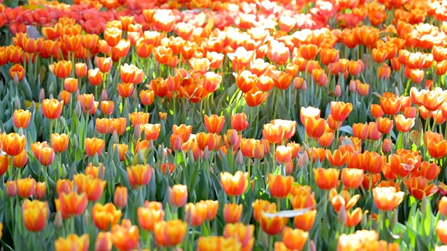 郁金香花与绿色的叶子背景在郁金香田在冬天或春天的一天美丽装饰和农业概念设计。视频素材