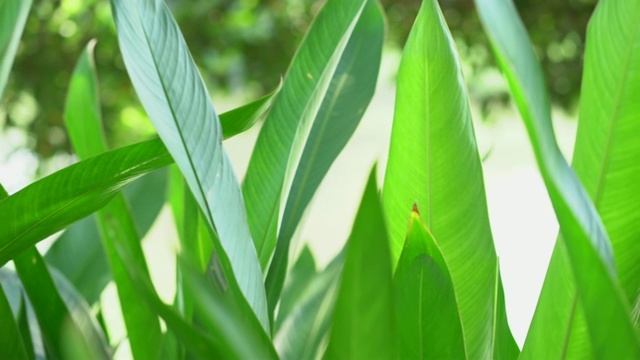 花园里的天堂鸟树视频素材