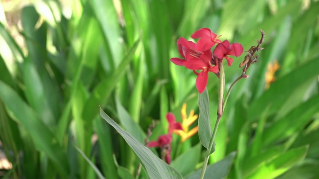 花园里的天堂鸟树视频素材