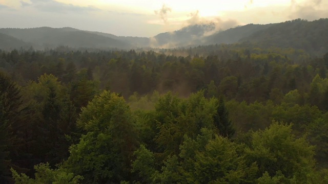 航拍:在风景优美的夏夜，飞过无边无际的针叶林。视频素材