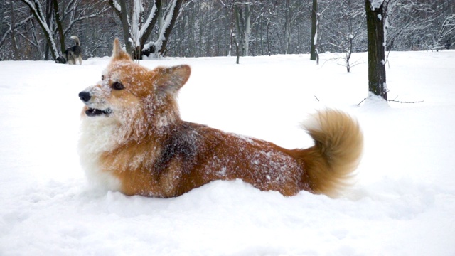 下雪的时候，柯基毛茸茸的躺在雪地上视频素材