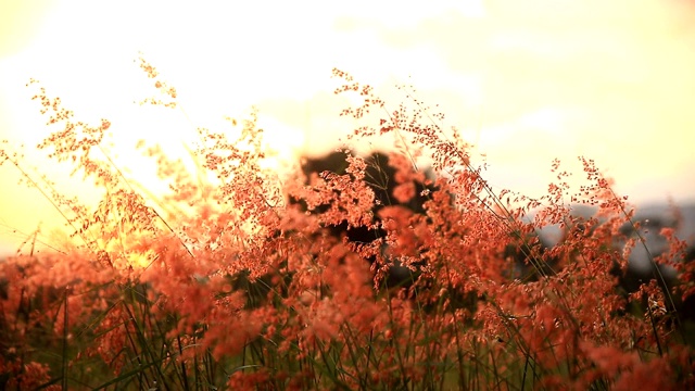 山草花日落风。视频素材