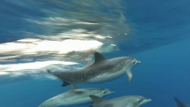 野生海豚的游泳视频下载