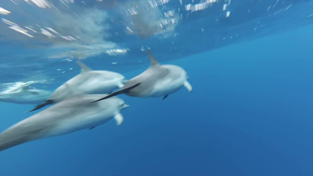 野生海豚的游泳视频下载