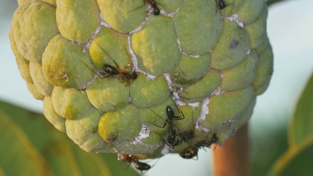 蚂蚁照顾蚜虫视频素材