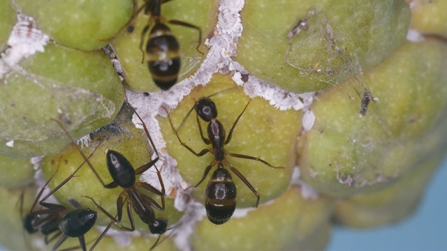 蚂蚁照顾蚜虫视频素材