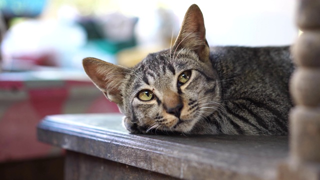 靠近小猫睡在椅子上视频素材