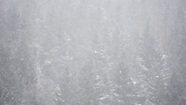 在冬天阴天降雪云杉树林的特写正面视图视频素材