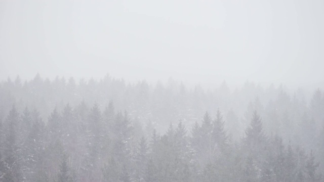 冬天的雪景，从高处俯瞰云杉林地平线视频素材