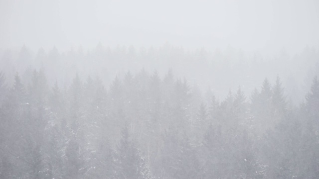 云杉树木在冬天阴天在暴风雪视频素材